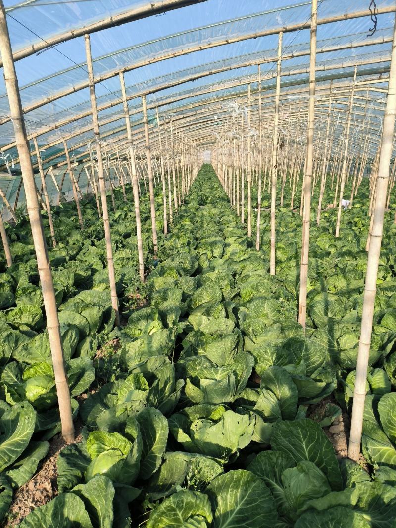 甘肃圆包菜甘蓝货源充足一手货源品质好诚信经营欢迎来电选购