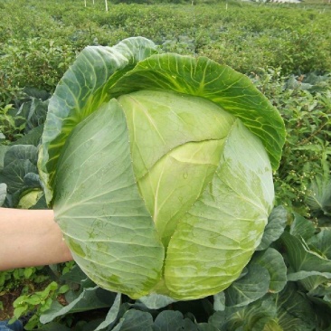 甘肃圆包菜甘蓝货源充足一手货源品质好诚信经营欢迎来电选购