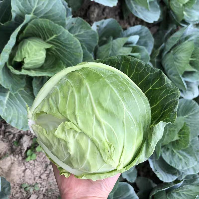甘肃圆包菜甘蓝货源充足一手货源品质好诚信经营欢迎来电选购