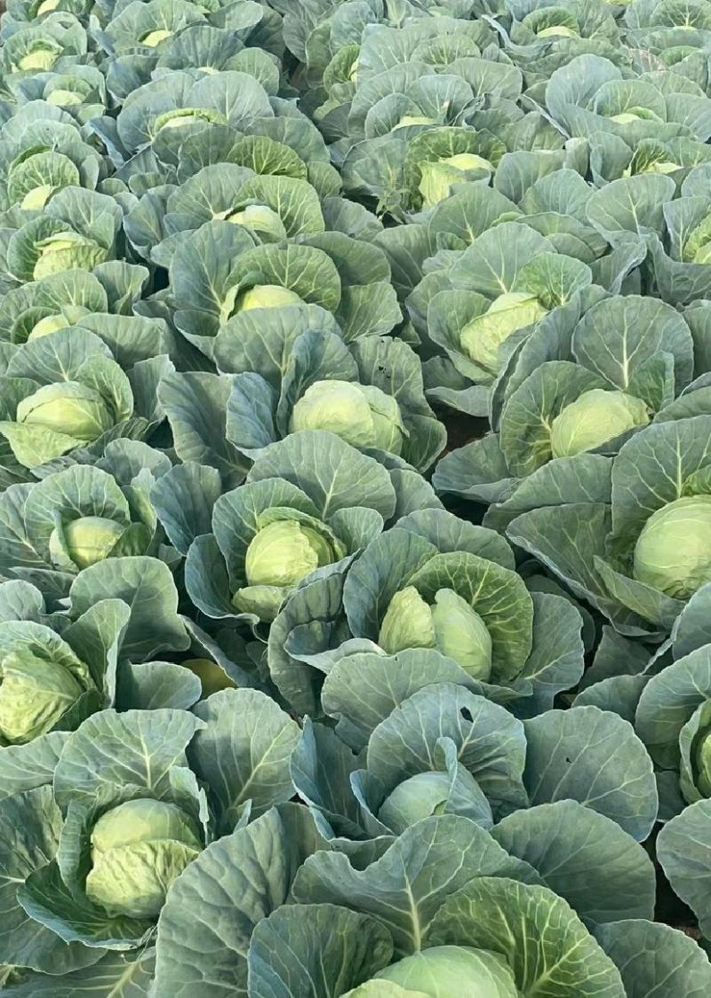 甘肃圆包菜甘蓝货源充足一手货源品质好诚信经营欢迎来电选购