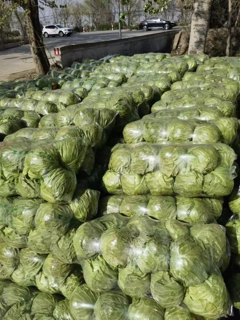 甘肃圆包菜甘蓝货源充足一手货源品质好诚信经营欢迎来电选购
