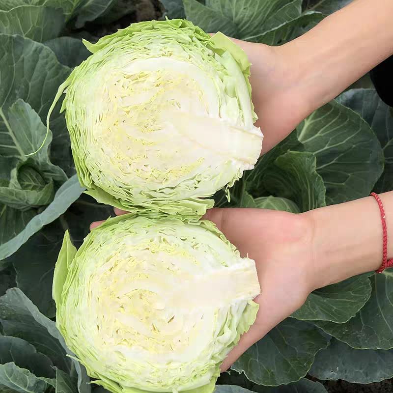 甘肃圆包菜甘蓝货源充足一手货源品质好诚信经营欢迎来电选购
