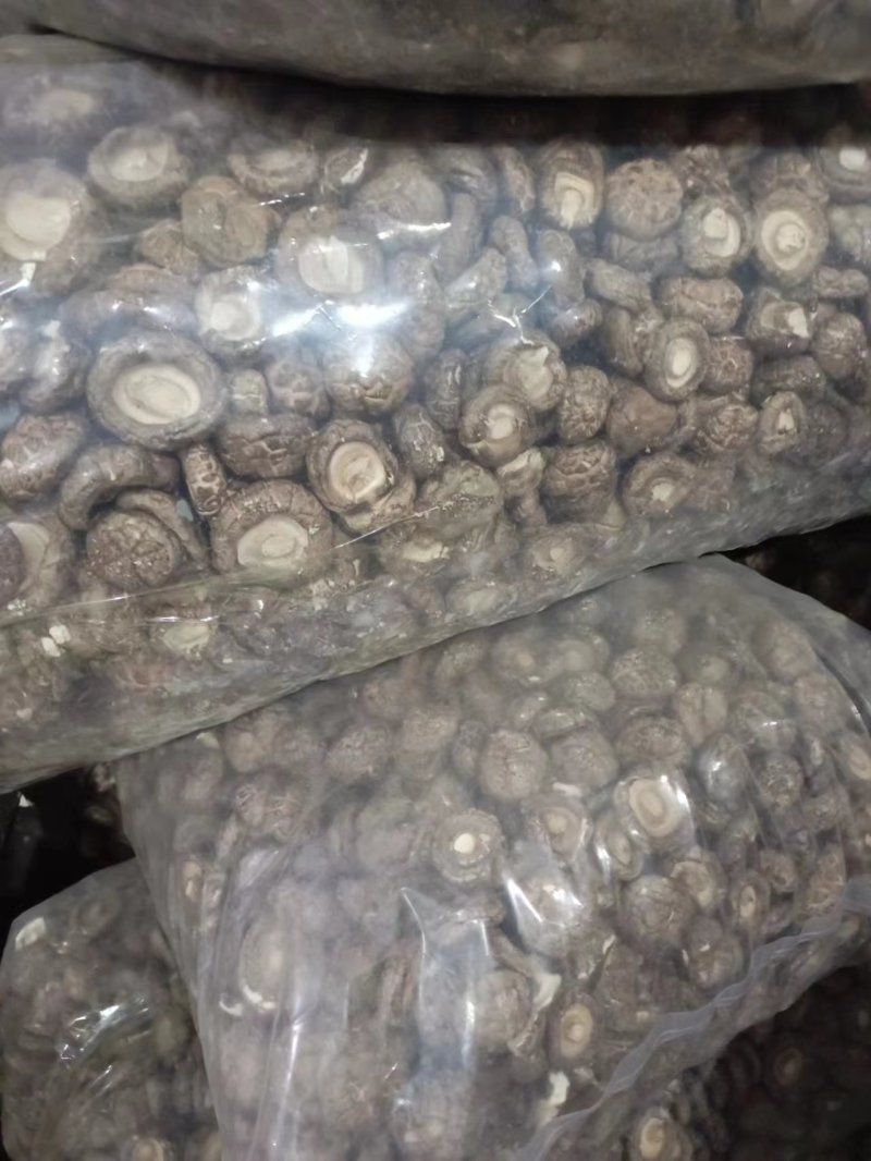 河南香菇南阳鲜香菇干香菇产地直供量大从优欢迎来电咨询订购
