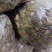 河南香菇南阳鲜香菇干香菇产地直供量大从优欢迎来电咨询订购
