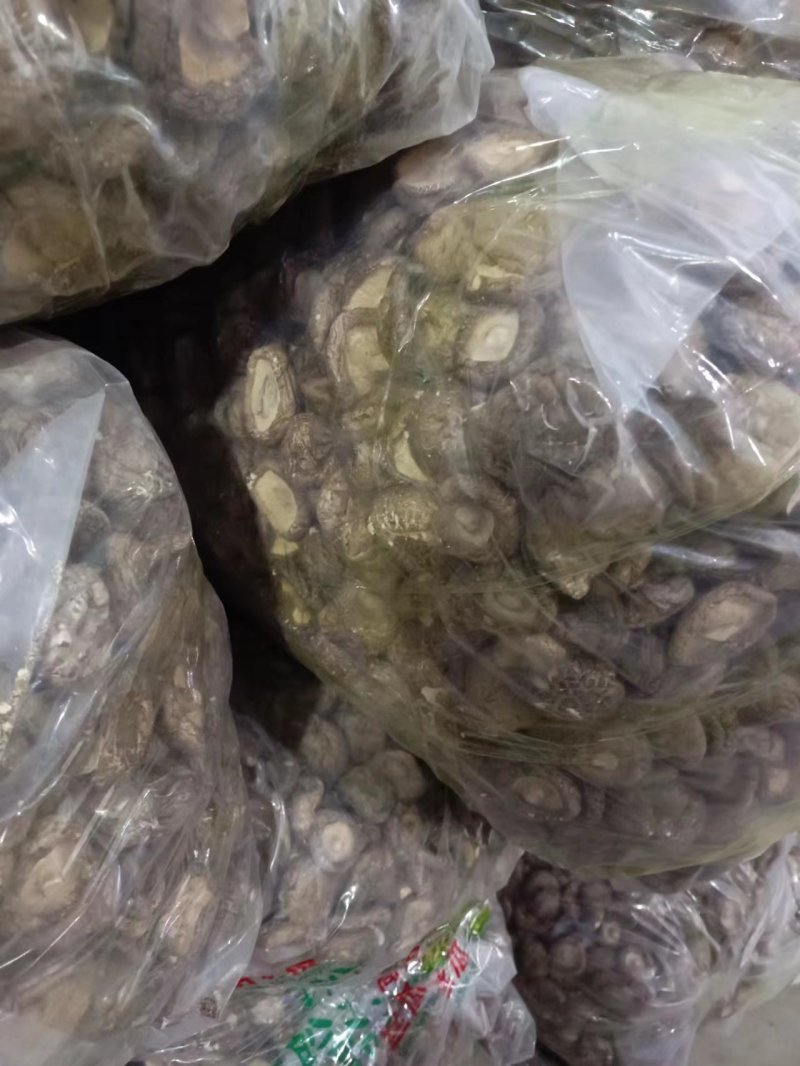 河南香菇南阳鲜香菇干香菇产地直供量大从优欢迎来电咨询订购