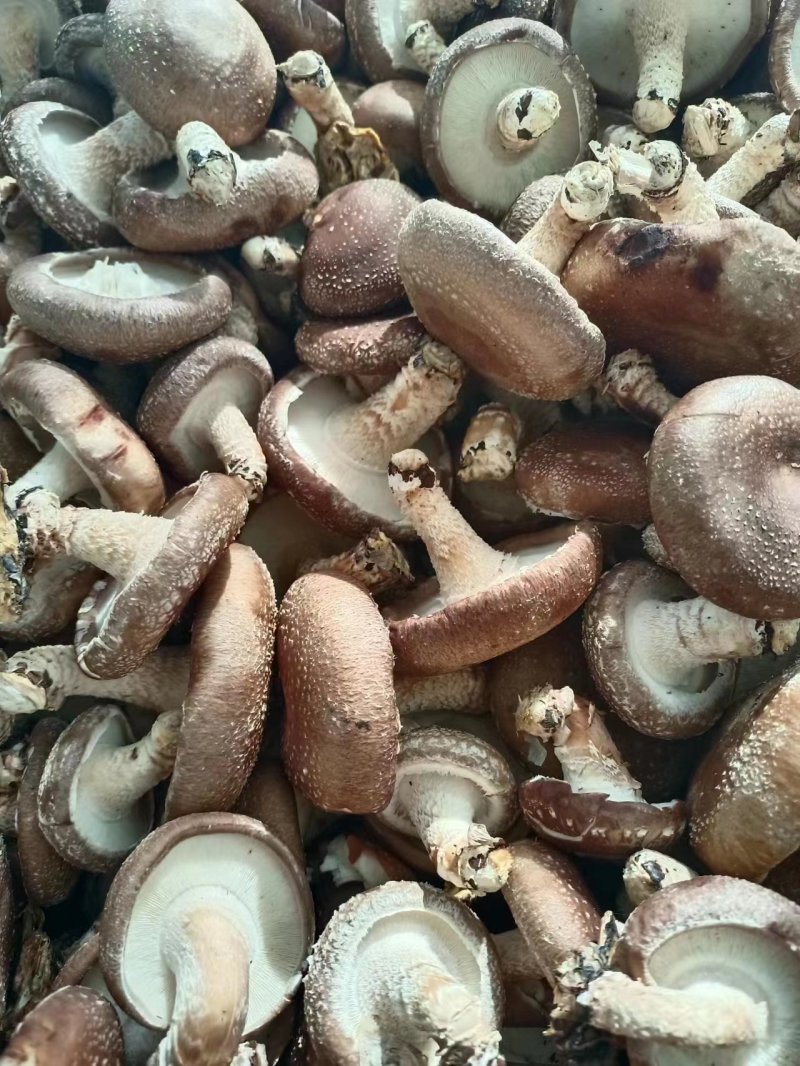 河南香菇南阳鲜香菇干香菇产地直供量大从优欢迎来电咨询订购