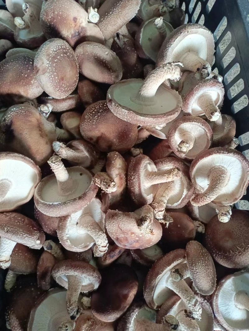 河南香菇南阳鲜香菇干香菇产地直供量大从优欢迎来电咨询订购