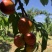 辽宁精品红油桃大量上市价优果甜对接批发商欢迎来电