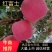甘肃省天水，礼县高山上红富士冷库货货源充足，需要的联系