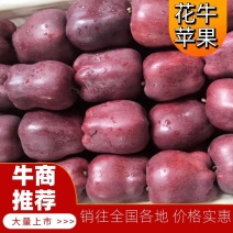 礼县高山花牛苹果，现摘现发新鲜供应，货源充足
