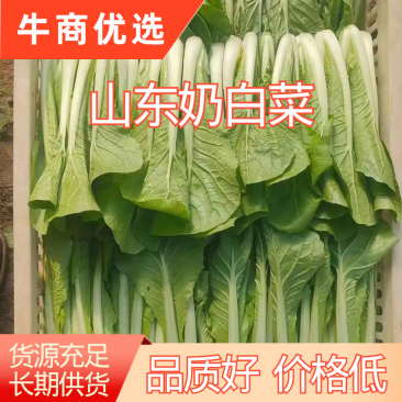 山东曹县小白菜油菜大量供应质量保证，诚信合作欢迎洽谈