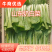 山东曹县小白菜油菜大量供应质量保证，诚信合作欢迎洽谈