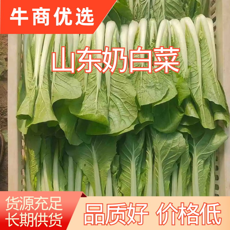 山东曹县小白菜油菜大量供应质量保证，诚信合作欢迎洽谈