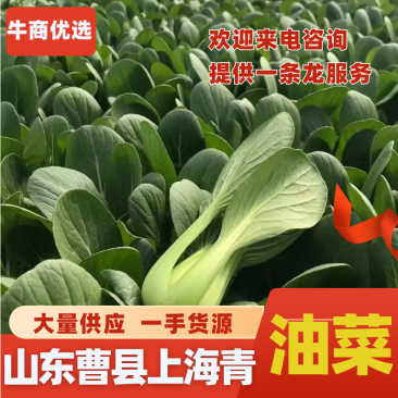 山东曹县精品小油菜快菜，质量保证，上海青欢迎采购诚信