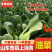 山东曹县精品小油菜快菜，质量保证，上海青欢迎采购诚信