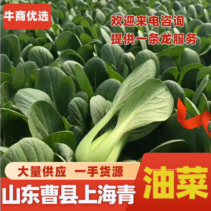 山东曹县精品小油菜快菜，质量保证，上海青欢迎采购诚信