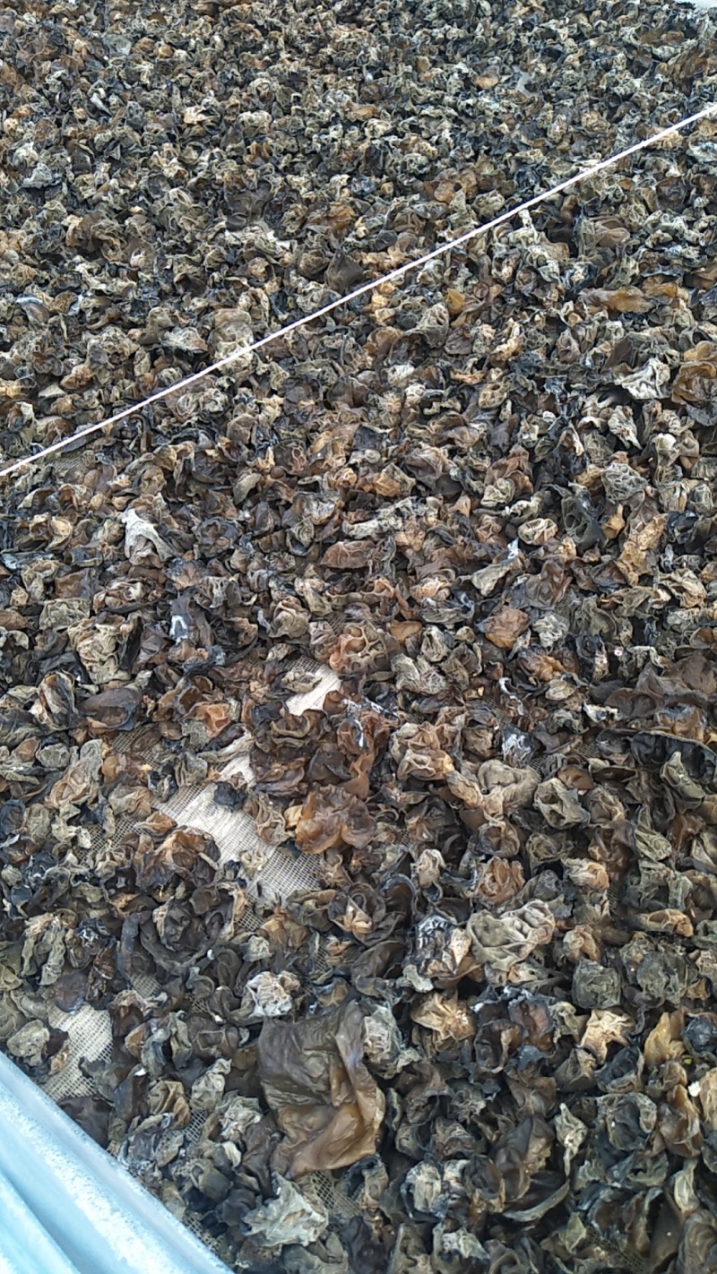 黑龙江木耳牡丹江第一茬黑木耳质量高产地直供欢迎来电
