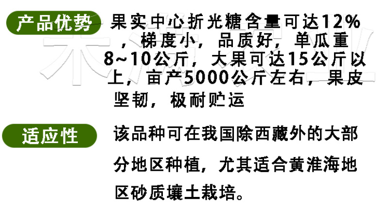 中农黑冠西瓜种籽抗病高产大果型西瓜种子基地优品全国可种