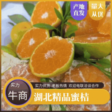 云南蜜橘大量上市品质保证一手货源量大从优欢迎联
