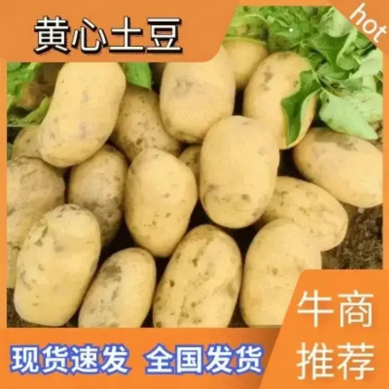 黄心土豆大量上市品质保证一手货源量大从优