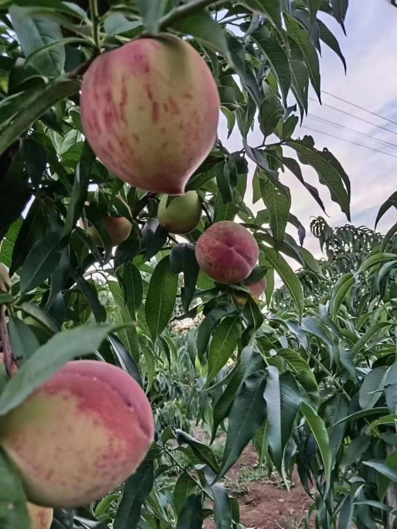 【实力推荐】湖北精品血桃质量保证产地直供欢迎咨询