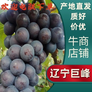辽宁巨峰葡萄，货源充足，现摘现发，对接市场商超，电联采购