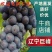 辽宁巨峰葡萄，货源充足，现摘现发，对接市场商超，电联采购