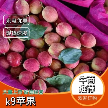 【牛商推荐】k9小苹果大量上市可视频看货欢迎采购