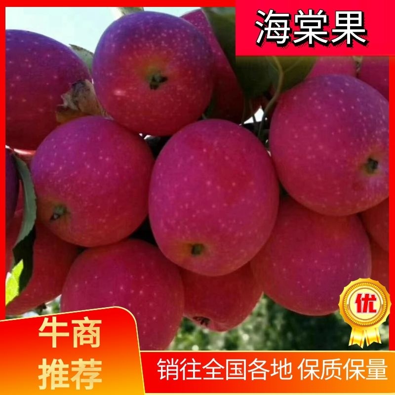 鸡心果（辽宁铁岭樱桃小苹果）品质好量大从优