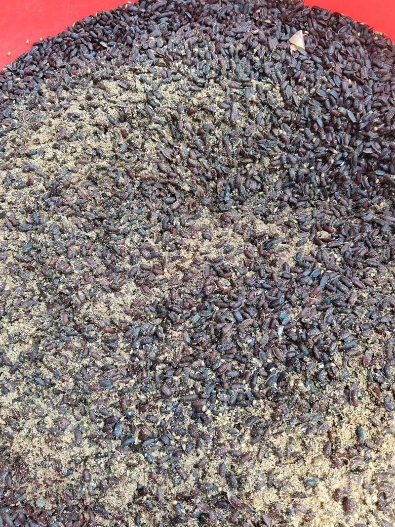 土元卵块土元幼虫干净无杂质个体土元养殖场
