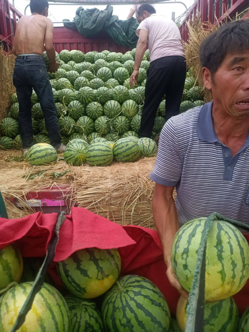 美都西瓜8424西瓜大量上市包甜包熟一条龙服务价格低