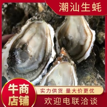 广东生蚝产地批发全壳，半壳生蚝头规格多样电联采购