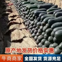 湖北黑皮冬瓜大量上市条形好质量好保证质量欢迎致电