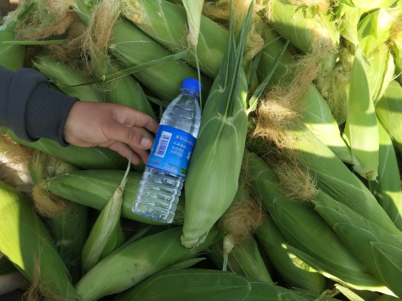 【精品】河北饶阳水果甜玉米产地一手货源品质保证视频看货