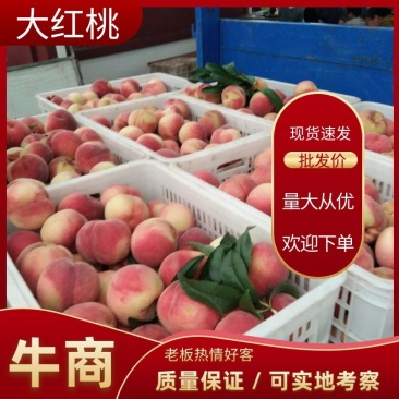 大红桃，蟠桃，黄桃一手货源，货源充足大量上市中电联采购