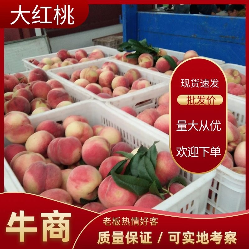 大红桃，蟠桃，黄桃一手货源，货源充足大量上市中电联采购