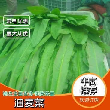 油麦菜（品种美冠油麦菜）现割现发25----30公分