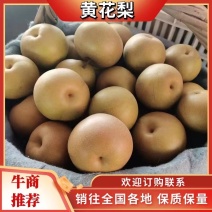 砀山县黄花梨大量上市，果型端正，口感好，皮溥，安徽