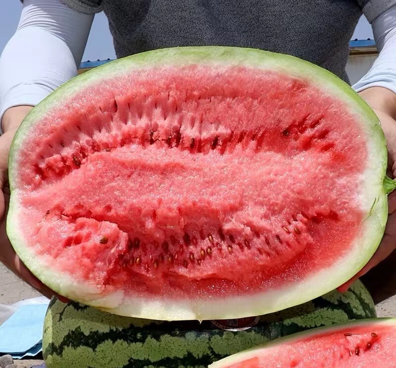 宁夏精品【硒砂瓜】不甜不熟不要钱，薄皮大红瓤