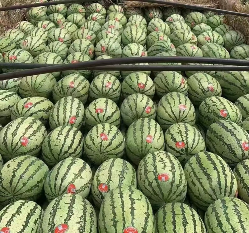 宁夏精品【硒砂瓜】不甜不熟不要钱，薄皮大红瓤