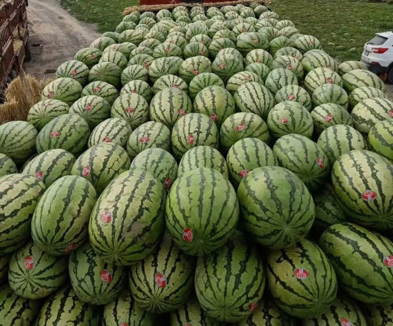 宁夏中卫精品【硒砂瓜】现摘现发皮薄多汁口感甘甜