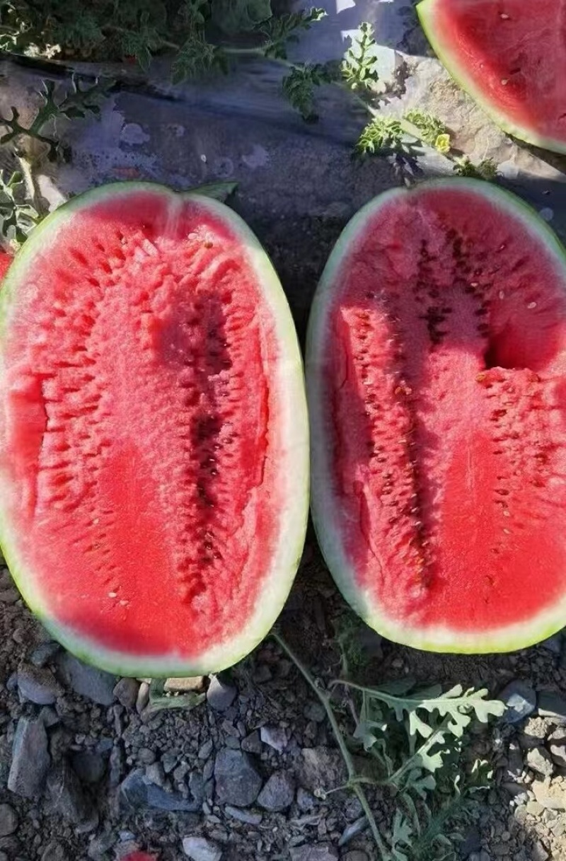 宁夏中卫精品【硒砂瓜】现摘现发皮薄多汁口感甘甜