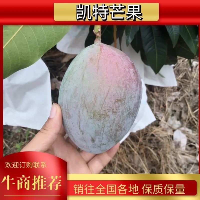 攀枝花凯特芒果白袋黄袋大量现货对接全国市场电商