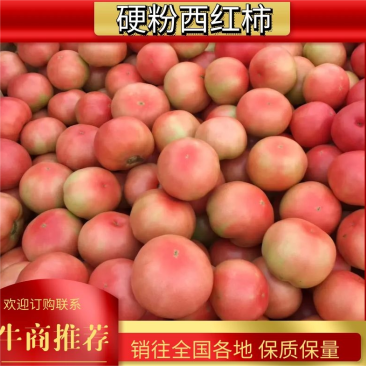河南西红柿硬粉西红柿！弧三起步！质量好！价格合理！货源充足！