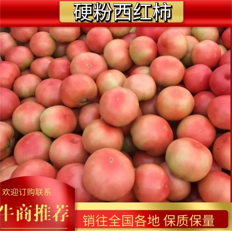 河南西红柿硬粉西红柿！弧三起步！质量好！价格合理！货源充足！