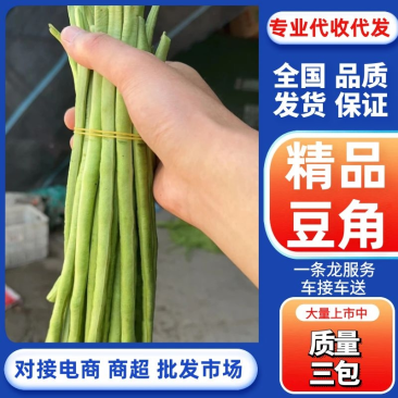 青条豆角新鲜豆角安徽豆角实力代收，找实力买家长期供应