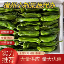 安徽精品薄皮椒新鲜辣椒货源充足大量供应，产地直发