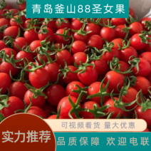 青岛平度釜山88圣女果小番茄全国供应价格可来电详谈