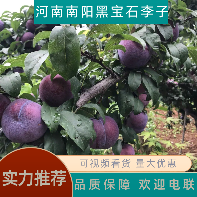 【实力推荐】河南南阳本地黑宝石李子产地直供价格可来电详谈