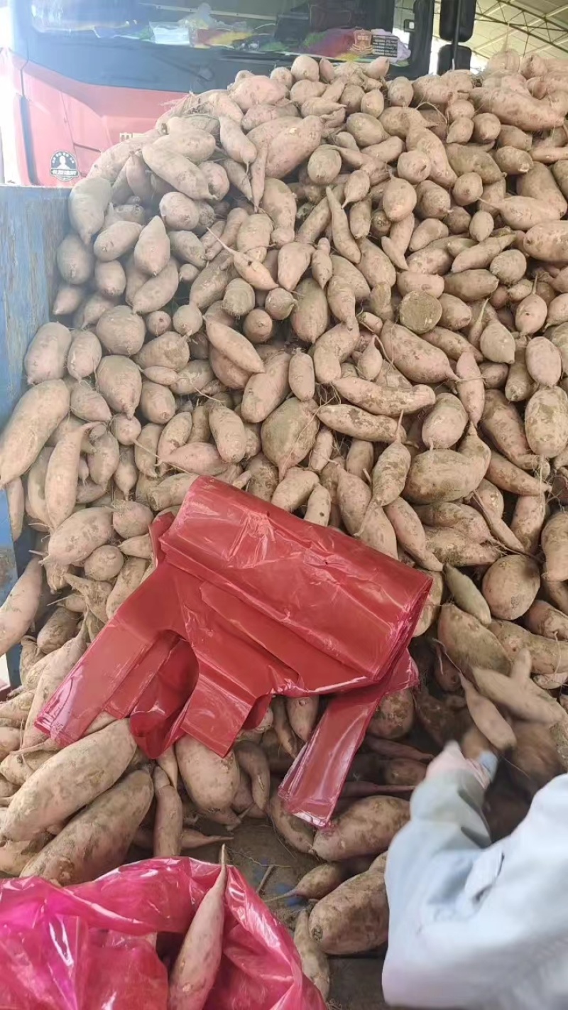 开封红薯龙薯9号品质保障产地直供对接电商批发商
